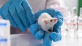 Mice experienced high levels of bird flu after being given raw milk: Study