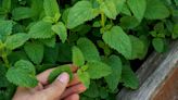 Health Benefits of Lemon Balm