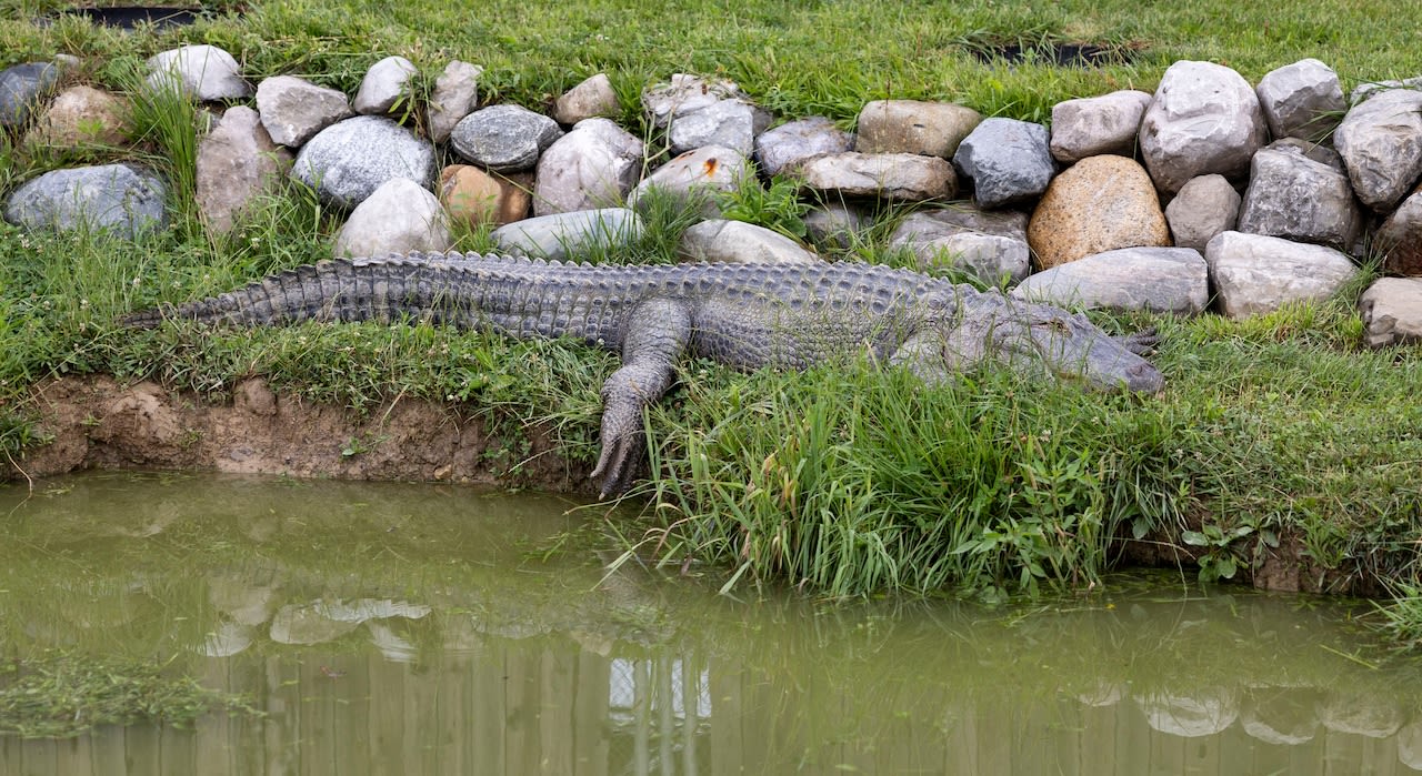 Alligator, dog hadn’t eaten for weeks after owner died inside Michigan home