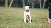 Precious Pit Bull Pup Who's the Last of Her Litter to Get Adopted Is Breaking Hearts