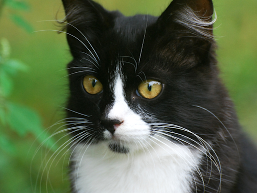 Dapper Tuxedo Cat Tries His Best to Fool Humans Into Thinking He’s One of Them