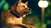 Llega a los cines peruanos ‘Hachiko 2′, una historia de amor (VIDEO)