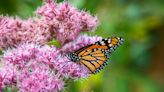 When can you see the monarch butterfly migration in Ohio? The journey has begun
