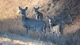 Judge overrules objections to decision allowing Mill Creek deer hunt
