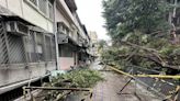 台北暴雨北科大路樹倒塌 女學生遭砸傷