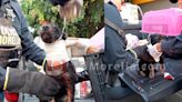 Salvan a perrito herido tras tiroteo en Lomas de Guayangareo de Morelia
