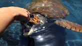 Is global warming helping loggerhead turtles colonise the Med?