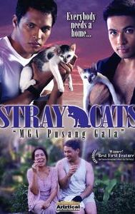 Stray Cats