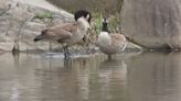 Scientists share warning after bird flu found in some New York City birds