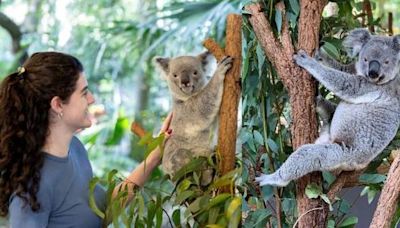 為免樹熊壓力過大 澳洲「孤松樹熊動物園」不再提供抱抱體驗