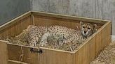 Watch this cheetah mom nurture her newborn cubs | Fox 11 Tri Cities Fox 41 Yakima