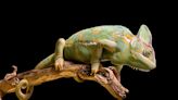 Scientists look to chameleons for ‘game-changing’ solution to regulate building temperatures: ‘It is indeed worthwhile to consider further studies’
