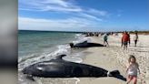 Nearly 30 whales die after being beached on Australian coast, 100 returned to sea