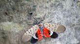 Invasive spotted lanternfly seen again in Davidson County