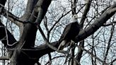 Unusual bald eagle sighting in Kent 'beautiful to see'