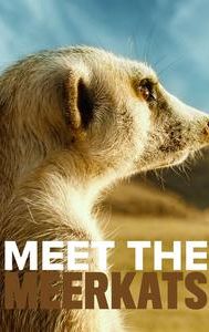 Meet the Meerkats