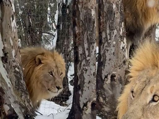 Snow In South Africa? Watch Lions' Reaction To Rare Storm - News18