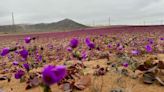 The driest desert on the planet is in bloom