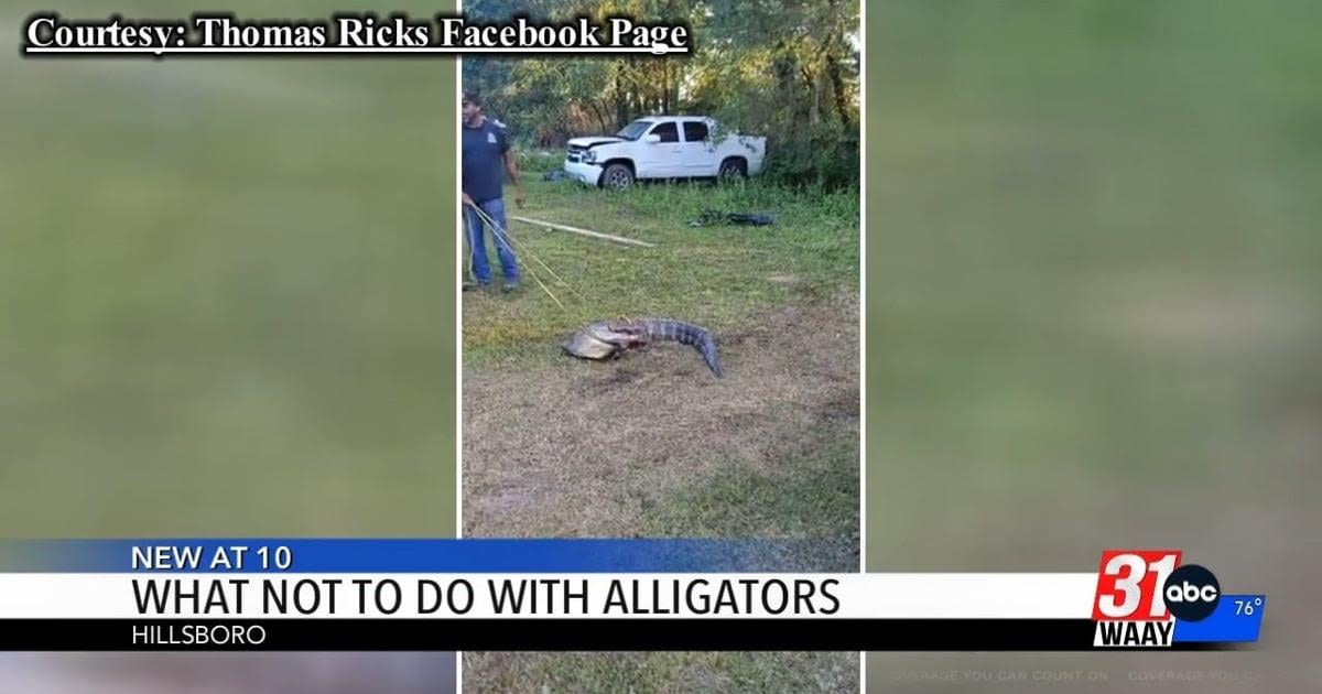 Video of alligator in Hillsboro backyard goes viral