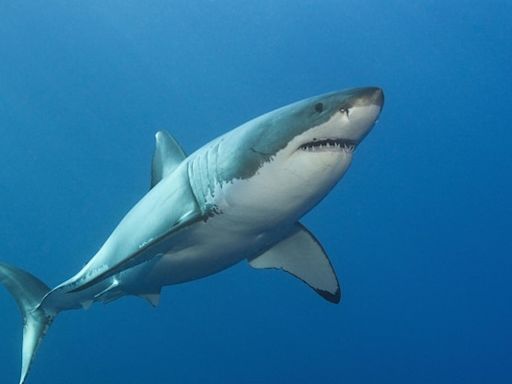 Meeresforscher filmt Riesenhai - Deep Blue: Ist das der größte Hai der Welt?