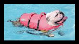 The Best Dog Life Jackets To Help Your Pup Swim Safely