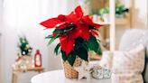 How to Keep Your Poinsettias Alive Past Christmas