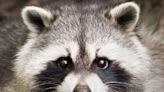 Residents of West Mifflin housing complex say raccoons have invaded their building