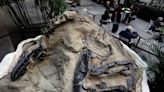 Dueling Dinosaurs fossil goes on display at the NC Museum of Natural History in downtown Raleigh