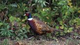 Smith: Spring game bird surveys show waterfowl in good shape, pheasant population up slightly and ruffed grouse in down cycle