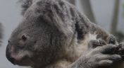 7. Koala-palooza