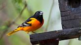 Breathtaking maps show bird migration paths over Illinois as millions of animals take flight