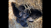 Six red wolves are born at South Dakota zoo. They’re as important as they are adorable