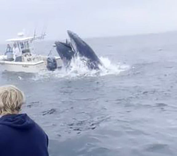 Watch: Whale of New Hampshire slams into fishing boat, hurling men into the Atlantic