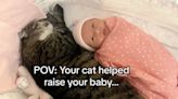 貓咪太兇原本要安樂死！寶寶出生後大轉變
