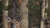 Afield: PA’s new antlerless deer license system had rocky start. What are possible solutions?