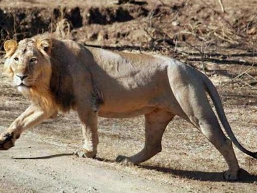 Gujarat HC calls for speed reduction on trains to prevent lion deaths on tracks