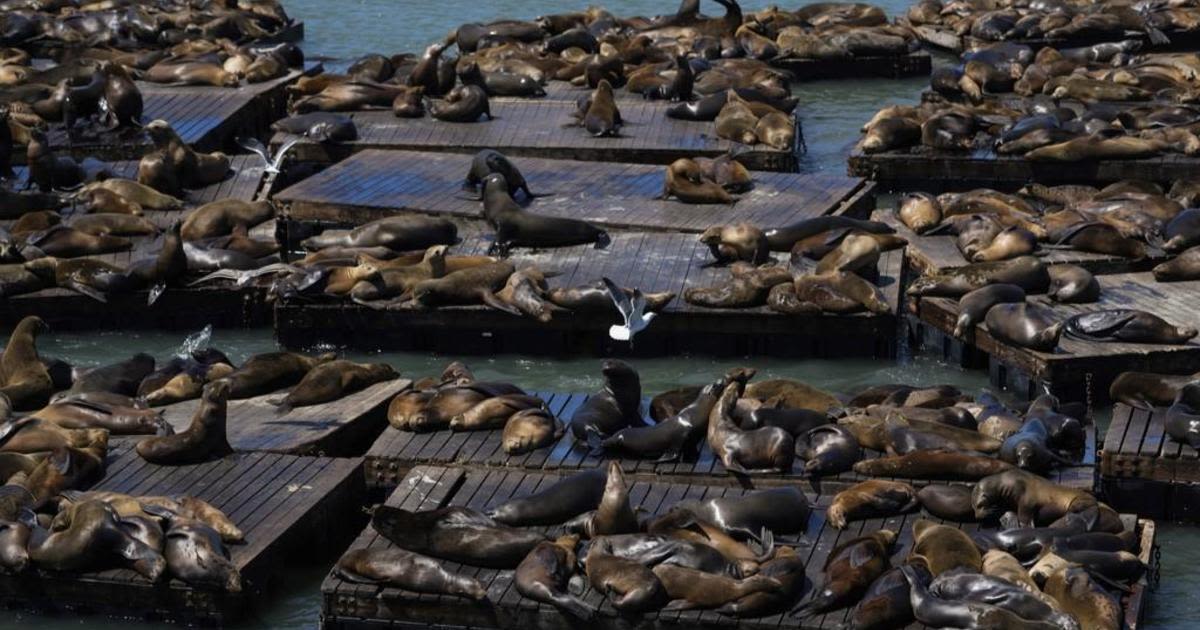 Still growing crowd of sea lions enjoys an anchovy feast at San Francisco's Pier 39
