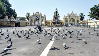 Check feeding of pigeons near Mysore Palace: DC tells officials - Star of Mysore