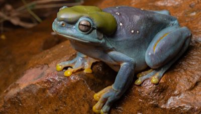 Una rara mutación genética vuelve azul a la rana verde