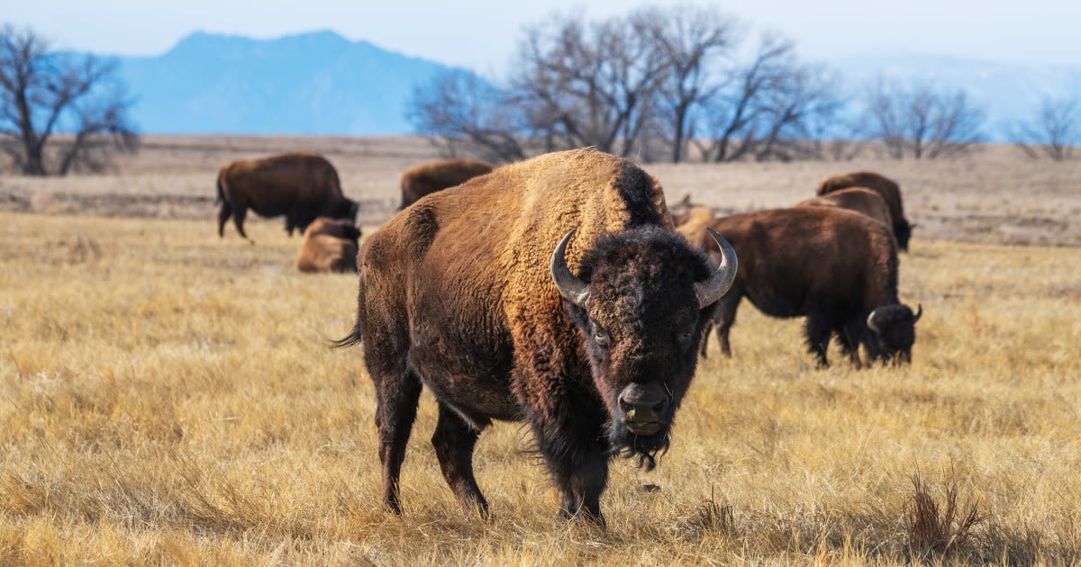 83-year-old woman gored by bison at Yellowstone National Park