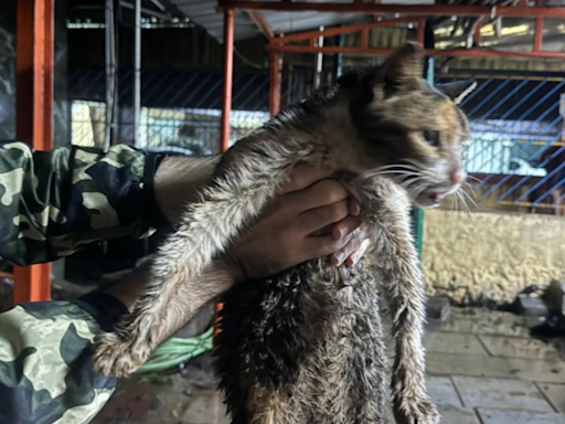 TMC demolishes cat shelter during the rains, animal lovers demand restoration | Mumbai News - Times of India