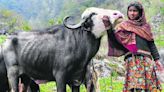 Himachal: Gujjars, Gaddis ‘losing’ rights to graze cattle in forests