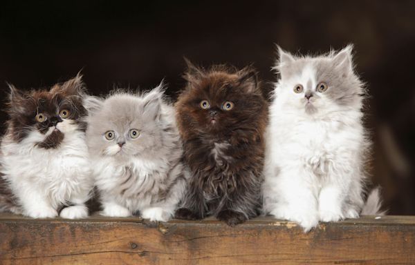 Fluffy Cat Breeds to Consider When You're Thinking of Getting a New Friend