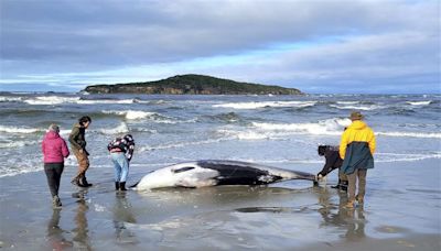 全世界最稀有鯨魚！「200年只看過6次」體型像巨大海豚 科學家如獲至寶