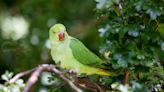 Health alert after parrot fever infects humans in Sweden