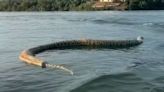 Cobra gigante morta é flagrada durante passeio de barco: 'Para quem gosta de banhar no lago'