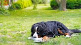Does your dog guard their food and toys? Dog trainer shares how to reduce aggressive behavior