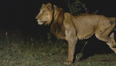 Lion With 3 Legs Makes Death-Defying Swim Across Predator-Infested River