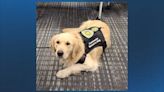 Sharon Police mourning loss of department’s retired comfort dog, Flutie