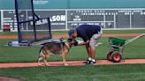 Popular Fenway fixture Drago the German shepherd dies at 10